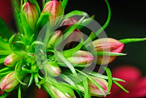 Close up of Cardinal Flower Buds