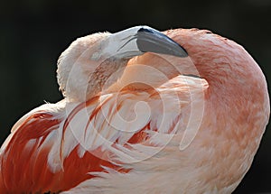 Close up of caribbean flamingo feathers, africa