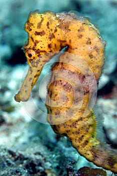 Caribbean yellow seahorse