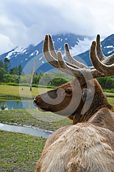 caribou in Alaska Wildlife Conservation Center, Alaska