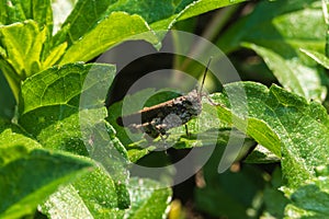 A close up of Carinate Locust, Trilophidia Annulata, Brown Grasshopper resting on a fresh leaf in the garden