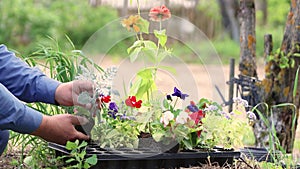 Close-up caring male hands hold seedlings of a young flower.