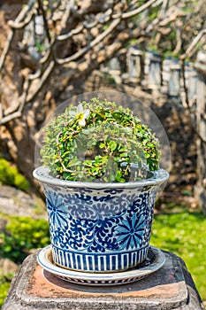 Close up of Carmona retusa plant in a blue and white ceramic flowerpot