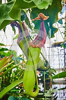 Close up of carnivorous green pitcher plant with red opening and blurry greenhouse windows