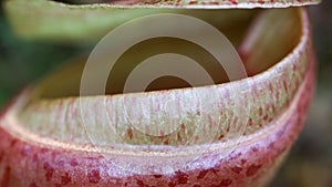 A close up of a carnivorous plant