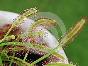 close up of a carnivorous plant, Drosera Capensis, a insectivorous plant with mucilaginous glands