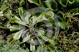 Close-up of carnivorous plant Heliamphora among other carnivorous plants