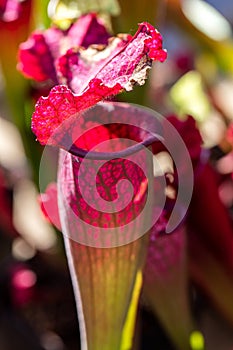 Close up of carnivorous plant Sarracenia Juthatip Soper