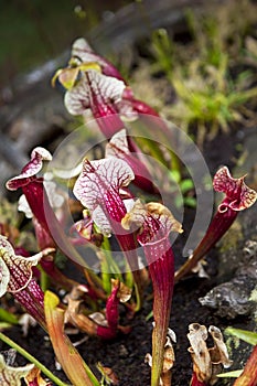 Close up of carnivorous plants