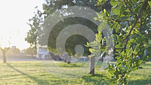 Close-up of a carob tree (Ceratonia siliqua) in a field