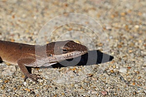 Close up of a Carolina anole lizard in its brown form