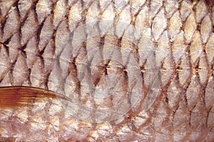 Close-up of carp fish scale, texture of freshwater fish background