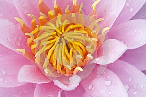 Close up carpel of lotus color yellow photo