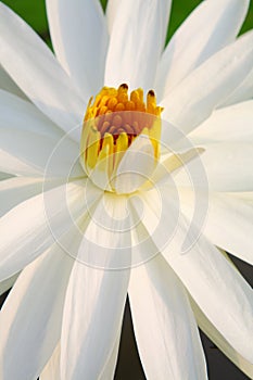 Close up carpel of Lotus photo