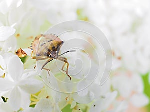 Close-up - carpocoris purpureipennis is sitting on hydrangea arborescens Annabelle.