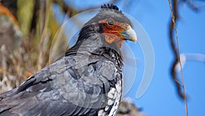 Close up of a Carunculated caracara