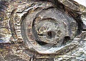 Close up carved tree trunk