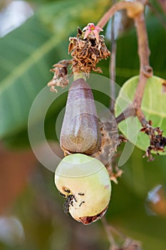 Close up Cashew Apple and nut on tree
