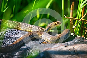Close up of Caspian whipsnake lying in the sun
