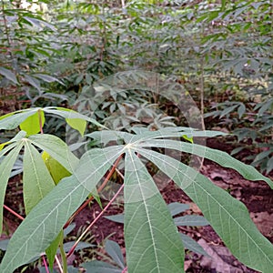 close up cassava leaves in the garden. edible vegetable. Their highly chewed texture