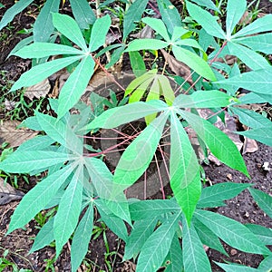 close up cassava leaves in the garden. edible vegetable. Their highly chewed texture