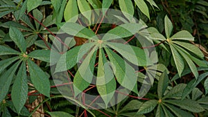 Close up of cassava leaves and morning dew