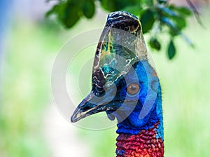 Close-up of a cassowary