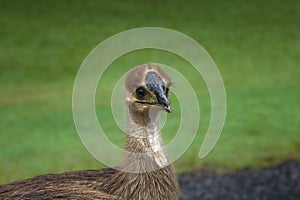 Close up of cassowary chick 1