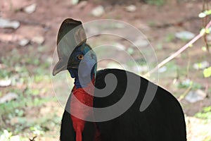Close up of the cassowary\'s face