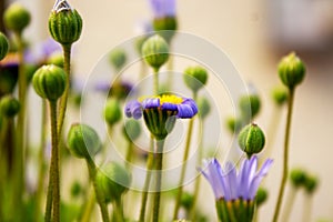 Close-up of caster plants, Felicia amelloides, from the daisy family, Asteraceae