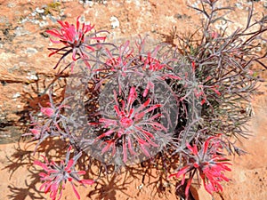 Close up of Castilleja chromosa, commonly known as Indian paintbrush or prairie-fire and are classified in the broomrape family, O