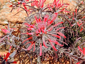 Close up of Castilleja chromosa, commonly known as Indian paintbrush or prairie-fire and are classified in the broomrape family, O