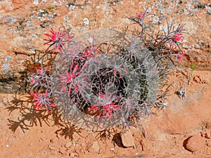 Close up of Castilleja chromosa, commonly known as Indian paintbrush or prairie-fire and are classified in the broomrape family, O