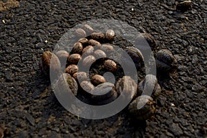 Close up of castor bean The green capsule dries and splits into three sections, forcibly ejecting seeds North Gujarat