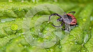 Close-up of castor bean tick on wet green leaf with water drops. Ixodes ricinus