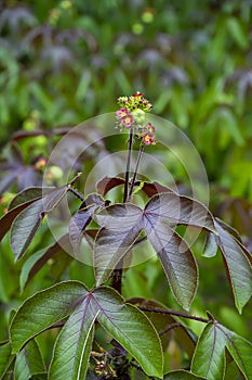 Close up of Castor plant