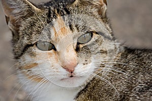 Close up of a cat