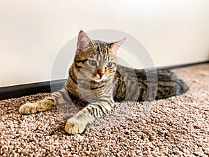 A close-up of a cat of the breed Scotsman, which lies on the carpet.