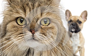 Close-up of a cat and dog hiding behind, isolated