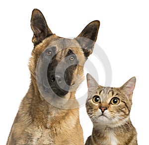 Close-up of a cat and dog