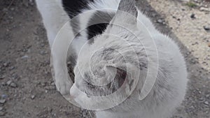 close-up cat ear,cat's ear movements,ear movements of a cat while listening to sound