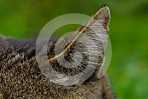 Close-up cat ear with the texture of wool and hairs on green heterogeneous background