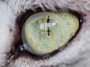 Close-up of cat eye