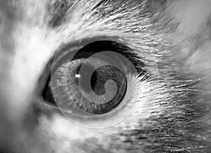 Close-up cat eye, black and white.