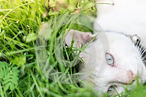 Close up cat eye on green grass