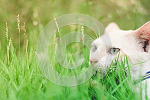 Close up cat eye on green grass