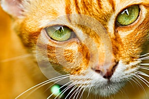 Close up cat eye