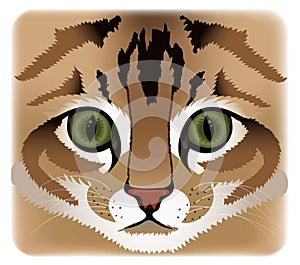 Close up of cat face