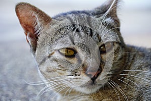 Close-up a cat face. A cat looking at something.