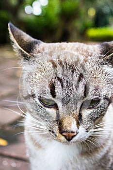 Close up cat face feeling bored